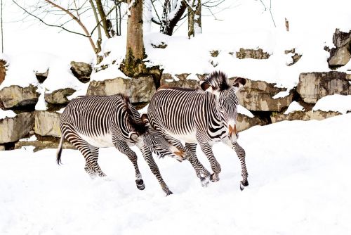 Zebras, Žaisti, Sniegas, Zoologijos Sodas