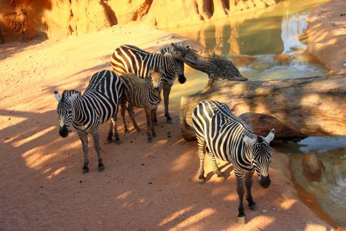 Zebras, Gyvūnai, Zoologijos Sodas, Zebra, Dryžuotas, Bandas