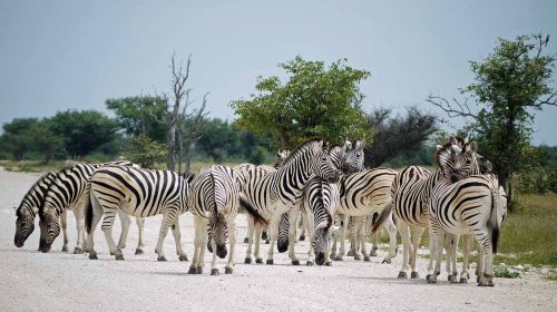 Zebras, Namibija, Etosha, Afrika, Stepė, Flock, Laukinis Gyvūnas, Laukinė Gamta, Safari
