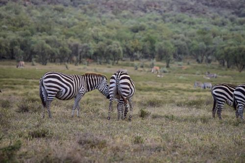 Zebras, Ganymas, In, Kenya