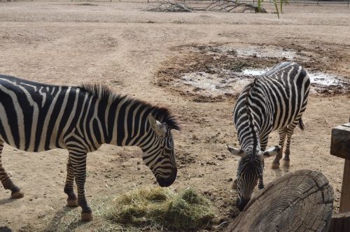 Zebras, Zoologijos Sodas, Gyvūnas