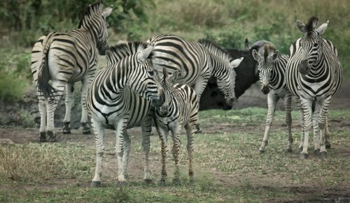 Zebras, Laukinė Gamta, Afrika, Turizmas, Žaidimas, Kruger, Natūralus, Savana, Bandas, Dryžuotas