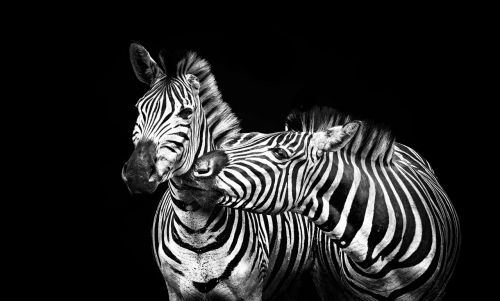 Zebras, Juostelės, Juoda Ir Balta, Dryžuotas, Gyvūnas, Afrika, Linijos, Gamta, Laukinė Gamta, Safari