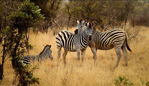 Zebras, Grupė, Savanna, Bushveld, Kraštovaizdis, Krūmas, Išsaugojimas, Laukinė Gamta, Žolėdžių