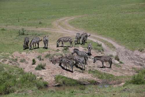 Zebras, Laukinė Gamta, Safari, Afrika, Kenya, Maasai Mara