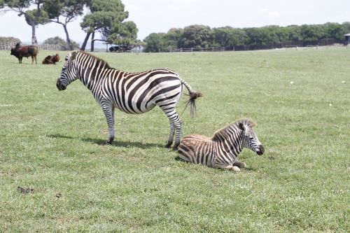 Zebras, Tito, Kroatija