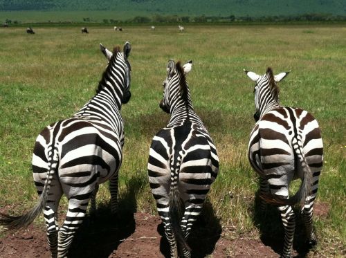Zebras, Gyvūnai, Laukinė Gamta, Žinduolis, Laukiniai, Dryžuotas, Afrikos, Modelis, Fauna, Savanna, Galinis, Safari, Afrika