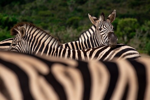 Zebrai,  Pietų Afrika,  Gyvūnai,  Savannah,  Safari,  Gyvūnijos Pasaulyje,  Juostelės,  Laukinių,  Gamta