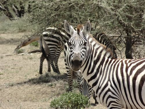 Zebras, Savana, Atrodo