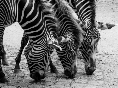 Zebras, Gyvūnai, Juoda Ir Balta, Pėsčiųjų Perėja, Galva