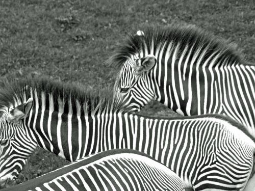 Zebras, Juoda Ir Balta, Gyvūnai, Laukiniai, Dryžuotas, Arkliai
