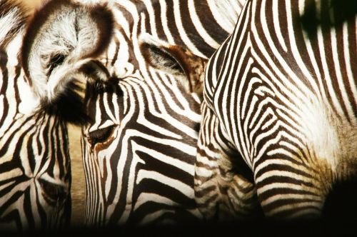 Zebras, Gyvūnai, Gamta