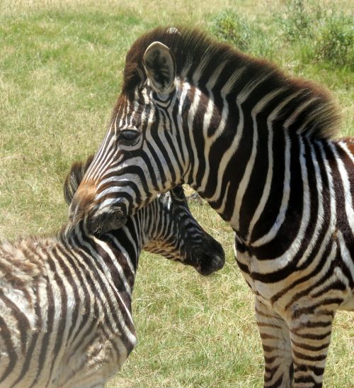 Zebras, Gyvūnas, Žinduolis, Pietų Afrika, Gamta