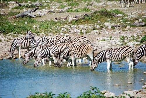 Zebras, Potions, Afrika, Etosha, Vanduo, Gyvūnai, Laistymo Anga