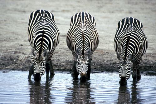 Zebras, Gerti, Laistymo Anga, Afrika, Gerti, Žinduolis, Trys, Savana, Kamufliažas, Bandas, Dryžuotas, Juostelės, Juoda Ir Balta, Modelis