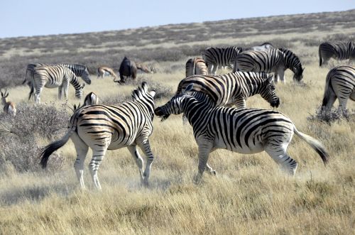 Zebras, Kovoti, Afrika, Safari, Rango Kovos, Namibija, Gyvūnai