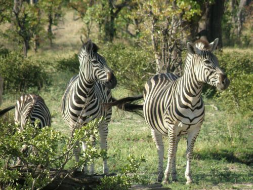 Zebras, Laukiniai, Gyvūnas, Laukinė Gamta, Žinduolis, Dryžuotas, Fauna, Džiunglės, Okavango Delta, Botsvana, Afrika