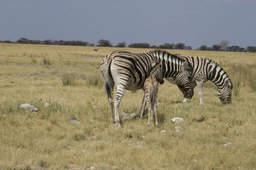 Zebras,  Stepė,  Afrika,  Dryžuotas,  Žinduoliai
