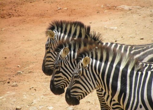 Zebras, Safari, Afrika, Gyvūnai, Juostelės, Trys