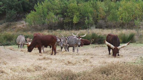 Zebras, Afrikos Rezervas, Sigean, Zoologijos Sodas, Laukiniai Gyvūnai, Afrikiečių Gyvūnai