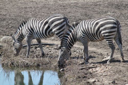 Zebra,  Zebras,  Gyvūnai,  Laukinė Gamta,  Africa & Nbsp,  Gyvūnai,  Zebras Prie Laistymo Skylės