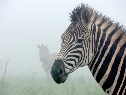 Zebra,  Migla,  Vaiduoklis,  Siluetas,  Juostelės,  Laukinė Gamta,  Afrika,  Zebrai Rūkas