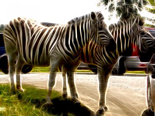 Zebra,  Šviesa,  Apmąstymai,  Naminis Gyvūnėlis,  Zebra Šviesi