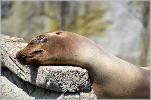 Jūra & Nbsp,  Liūtai,  Jūra,  Vanduo,  Gyvūnas,  Gyvūnai,  Gamta,  Serijos,  Artis,  Amsterdamas,  Holland,  Zoologijos Sodas,  Žinduolis,  Jūrų Liūtai 08 (Serija 22)