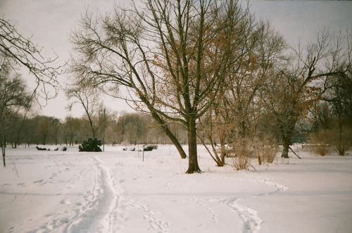 Medis,  Parkas,  Žiema,  Lublin,  Žiemos Vaizdas,  Lublin