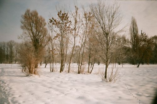 Medis,  Parkas,  Žiema,  Lublin,  Žiemos Vaizdas,  Lublin