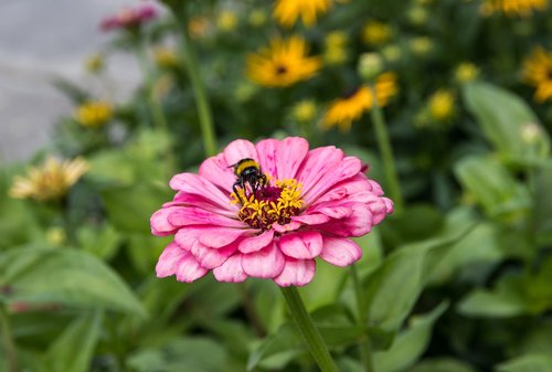 Išdalytas,  Gėlė,  Augalų,  Dekoratyvinis Augalas,  Bičių,  Žiedas,  Žydi,  Vasara,  Pobūdį,  Sodas,  Floros,  Gėlių Sodas