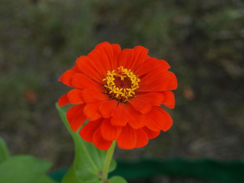 Zinnia Daliowa, Zinnia Elegans, Zinnia, Gėlė, Gėlės, Žydėjimas, Siužetas, Sodas, Gamta, Augalas, Sodo Augalas