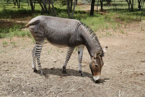 Zonike, Zebra, Asilas, Juostelės, Žinduolis, Egzotiškas, Skirtingos