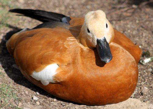 Zoologijos Sodas, Gyvūnas, Antis, Gamta, Laukinė Gamta