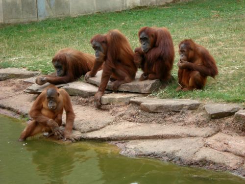 Zoologijos Sodas, Beždžionė, Gyvūnai, Monky, Linksma, Orangutanas