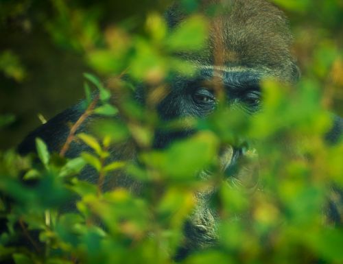 Gorila, Beždžionė, Gyvūnų Pasaulis, Zoologijos Sodas