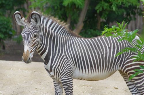 Zoologijos Sodas, Jaunoji Zebra, Gyvūnas