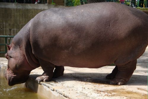 Zoologijos Sodas, Barcelona, Hippo, Parkas, Afrika, Vanduo