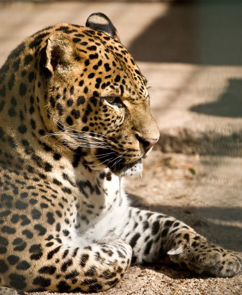 Zoologijos Sodas, Leopardas, Katė, Gamta, Laukiniai Gyvūnai, Pastebėtas, Laukinės Gamtos Fotografija