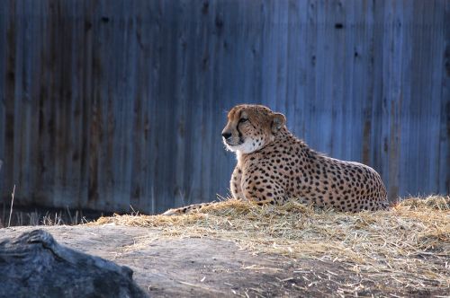 Zoologijos Sodas, Leopardas, Katė