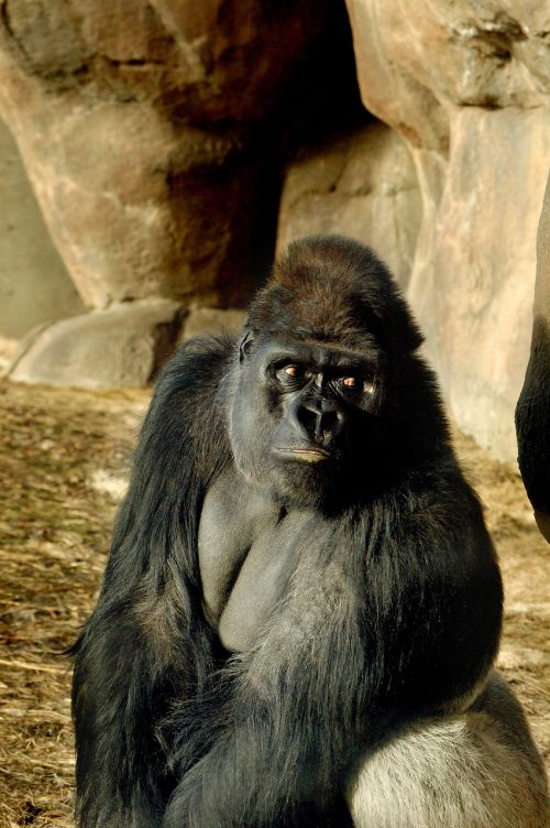 Zoologijos Sodas, Gorila, Ape