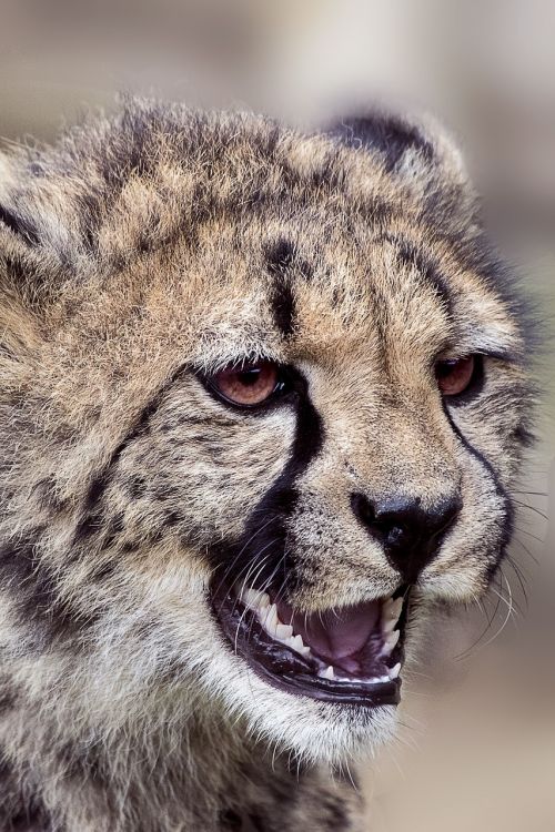 Zoologijos Sodas, Katė, Gyvūnas, Gamta