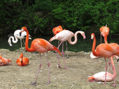 Zoologijos Sodas, Paukštis, Gamta, Gyvūnai, Aplinka, Fauna, Flamingo