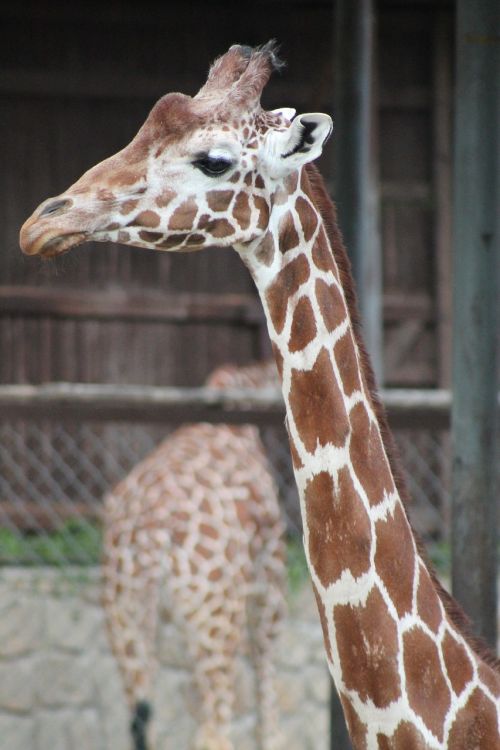 Zoologijos Sodas, Safari, Dvr Kralove Nad Labem, Žirafa