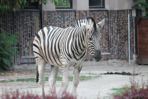 Zebra, Zoologijos Sodas, Safari, Dvr Kralove Nad Labem