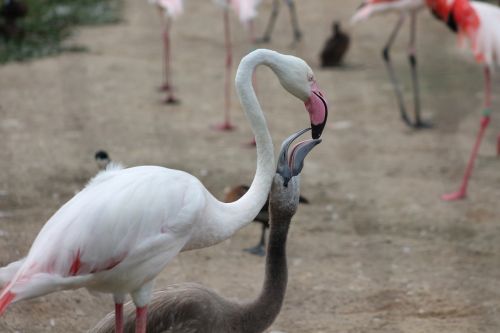 Flamingos, Zoologijos Sodas, Safari, Dvr Kralove Nad Labem, Maitinimas, Paukščiai