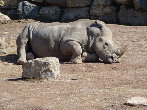 Rhino, Zoologijos Sodas, Afrika