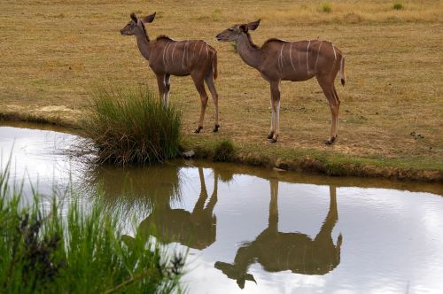 Zoologijos Sodas, Gyvūnai, Medis, Vanduo, Parkas, Gyvūnų Parkas, Gamta, Bandas, Brittany, Branféré, Aplankyti, Šeima, Laukiniai, Tvenkinys, Fauna, Atspindys, Gyvūnas, Upė, Vandens Planas, Laukinis Gyvūnas, Spalvos, Vasara, Mielas