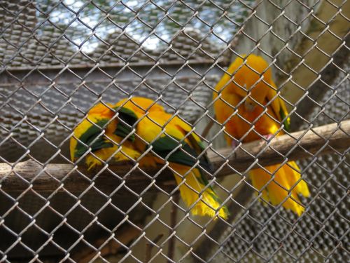 Zoologijos Sodas, Paukščiai, Arasras, Sorocaba, Brazilija