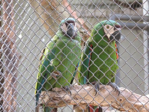 Zoologijos Sodas, Paukščiai, Macaws, Sorocaba, Brazilija
